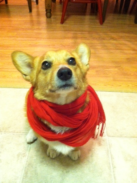 Topper in scarf