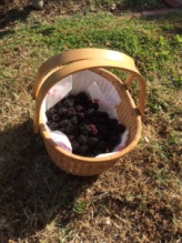 Fresh blackberries, so worth it!