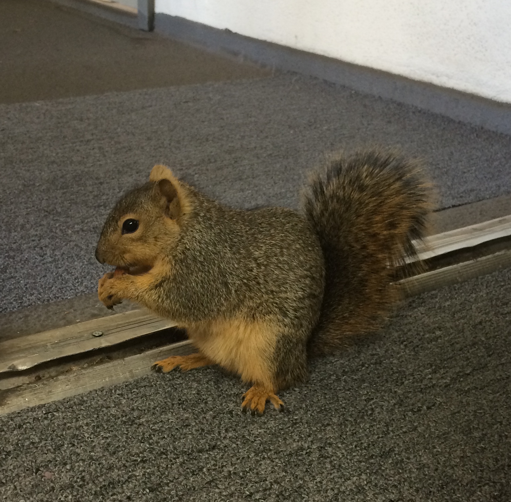 Bernie Sanders, the resident squirrel at work.