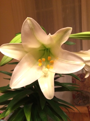 Easter Lily.JPG