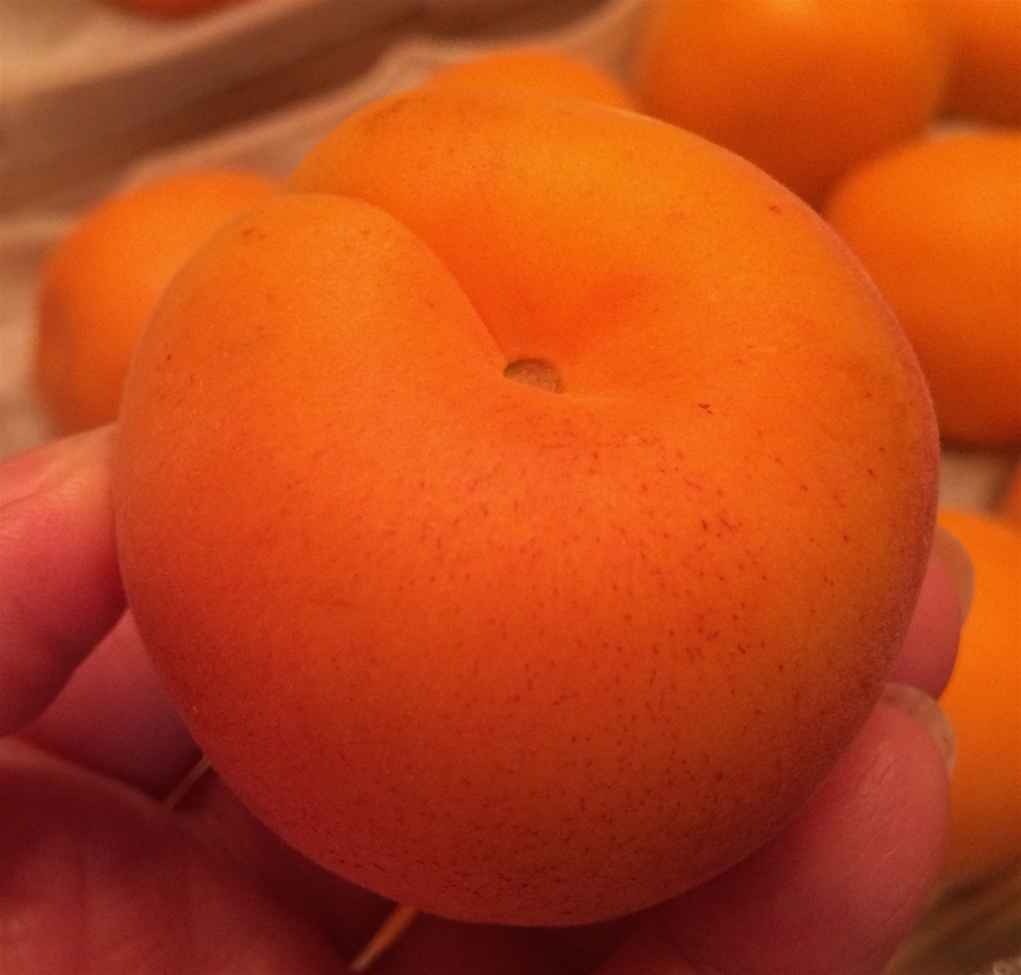 Innocent apricot